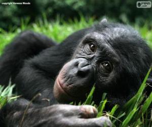 пазл бонобо́ или Карликовый шимпанзе